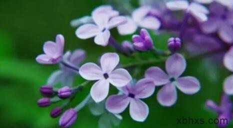 丁香雨里百结花